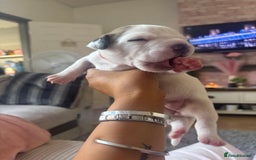 American Bulldog dogs for sale: American bulldogs - Image 4