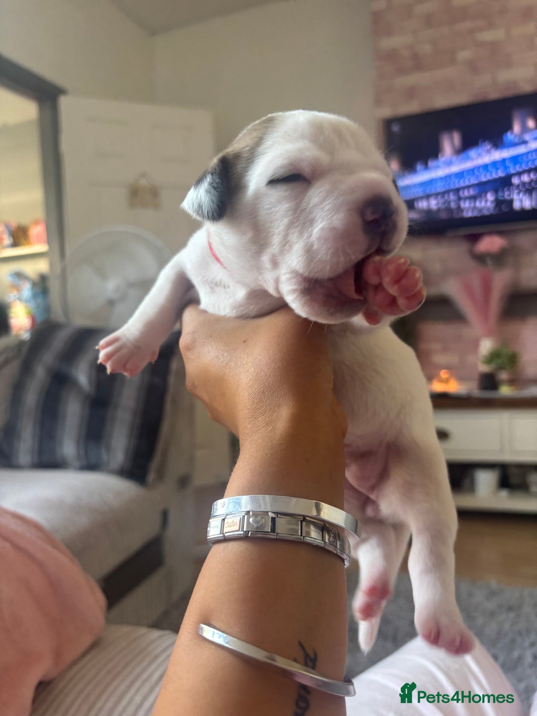 American Bulldog dogs for sale: American bulldogs - Image 4