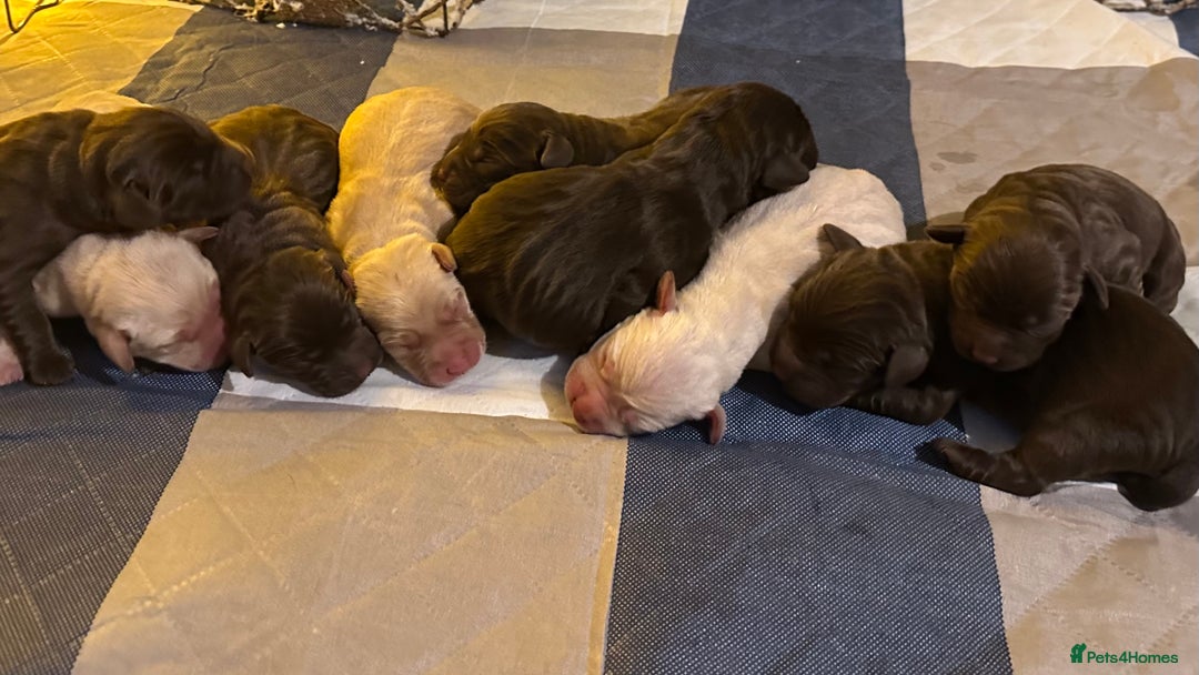Labrador Retriever dogs for sale: 9 perfect Labrador puppies  - Advert 1