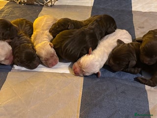 Labrador Retriever dogs 9 perfect Labrador puppies - Advert 6