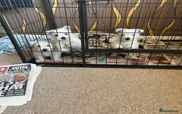 West Highland Terrier dogs for sale: West Highland Puppies - Image 1