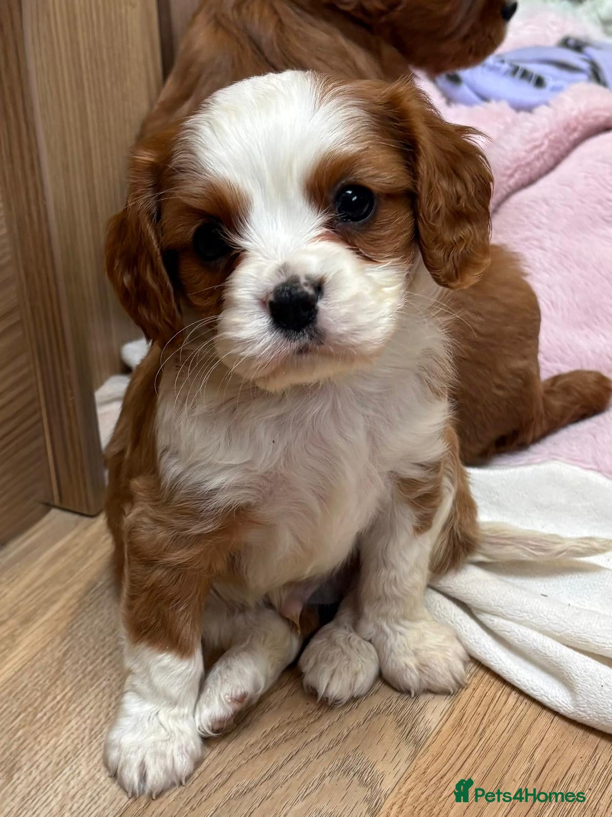 Cavalier King Charles Spaniel dogs for sale: Beautiful cavalier puppies  - Advert 6