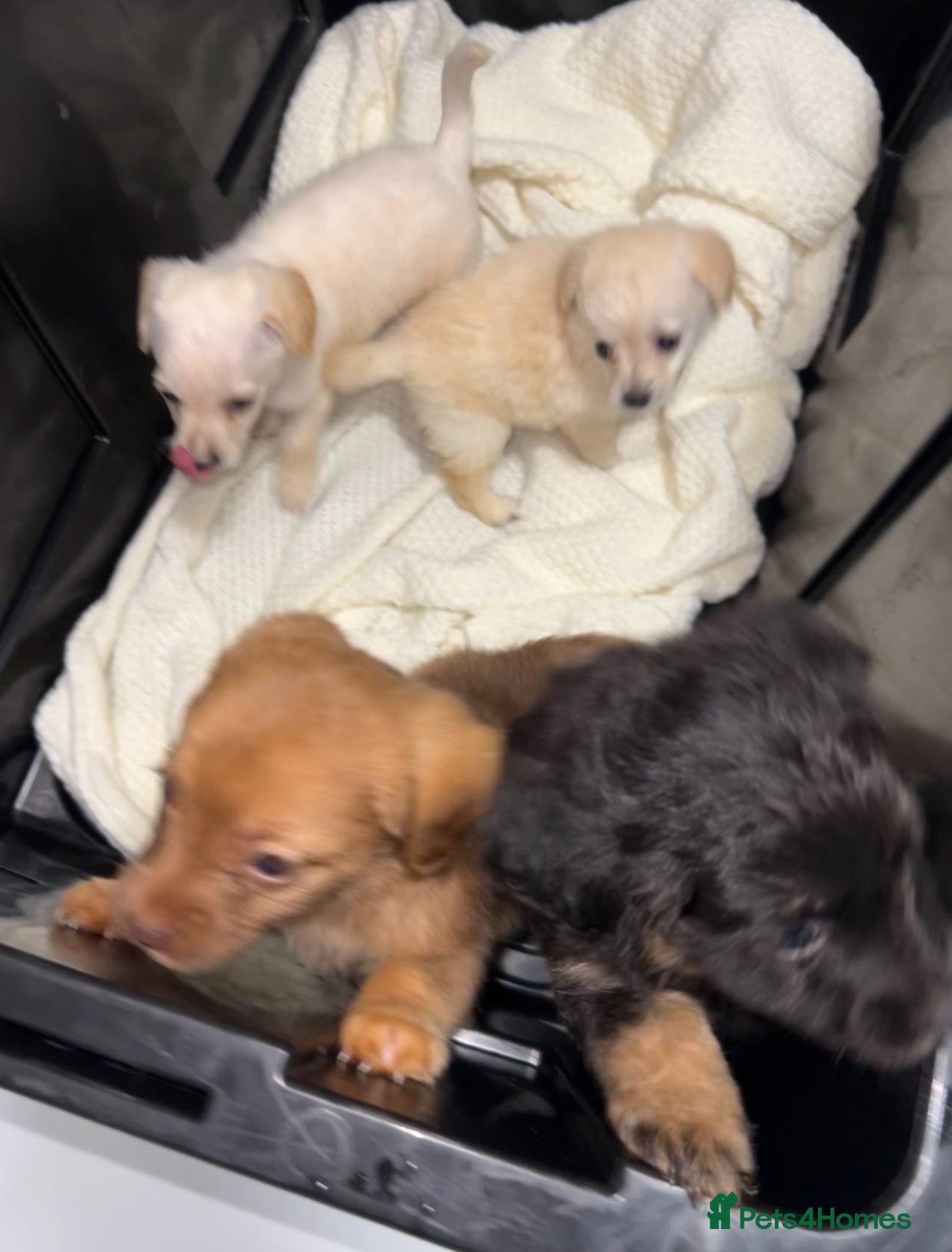 Mixed Breed dogs for sale: Cocker jack puppies  - Advert 1