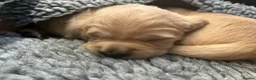Golden Retriever dogs for sale: Stunning KC reg Golden Retriever babies - Advert 5