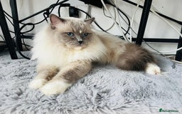 Ragdoll cats for sale: Ragdoll kittens pure breed!!! 😺 - Image 28