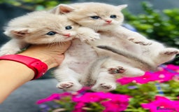 British Shorthair cats for sale: Gorgeous Golden & Blue Golden. Ready now! - Image 12