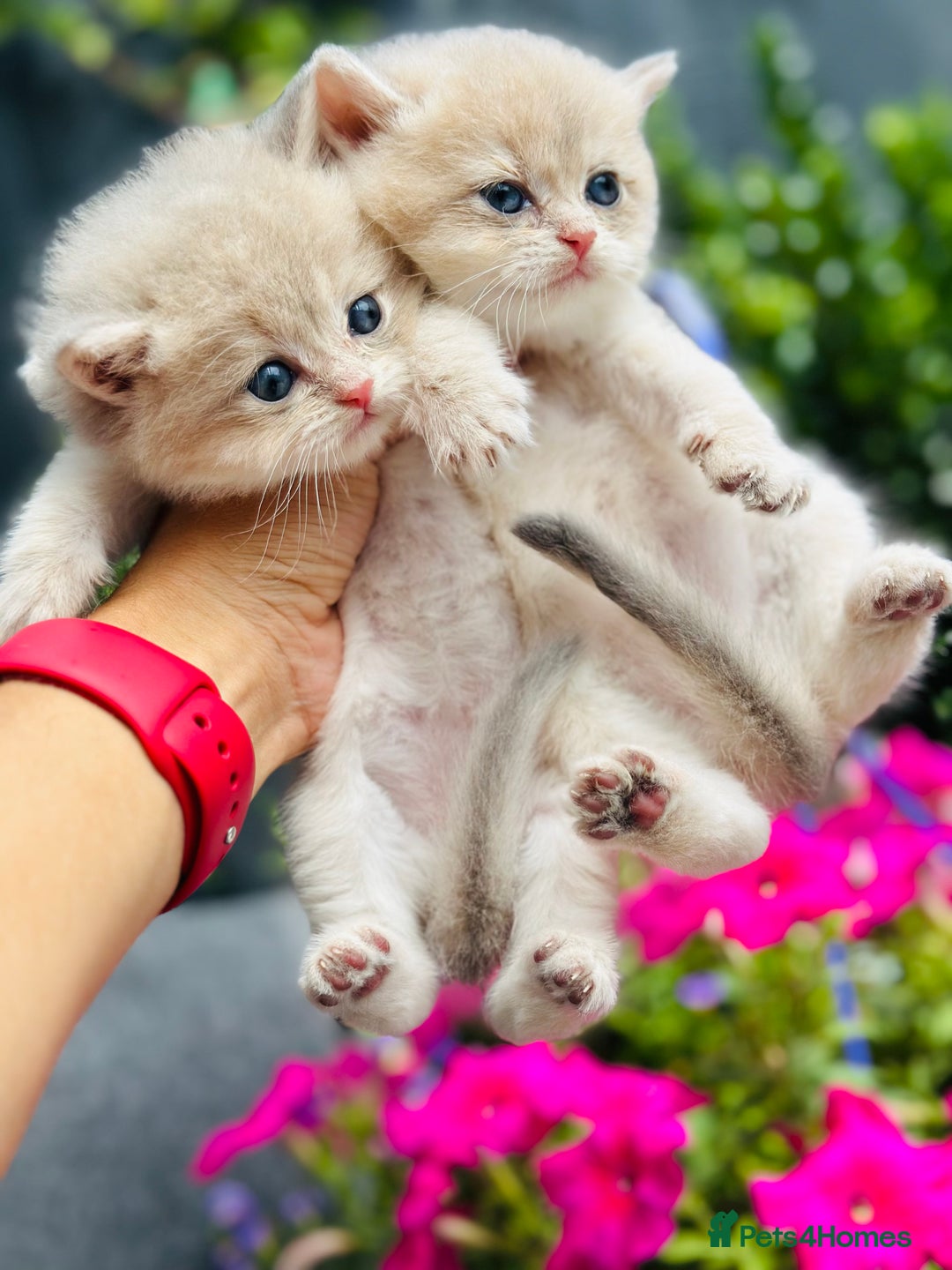 British Shorthair cats for sale: Gorgeous Golden & Blue Golden. Ready now! - Image 12