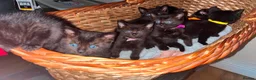 Mixed Breed cats for sale: Stunning ragdoll mix kittens  - Advert 11