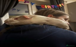 Guinea Pig rodents for sale: Two Male Guinea Pigs for sale  - Image 4