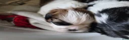Shih Tzu dogs for sale:  Stunning KC registered Standard Shih Tzu Puppies  - Advert 4
