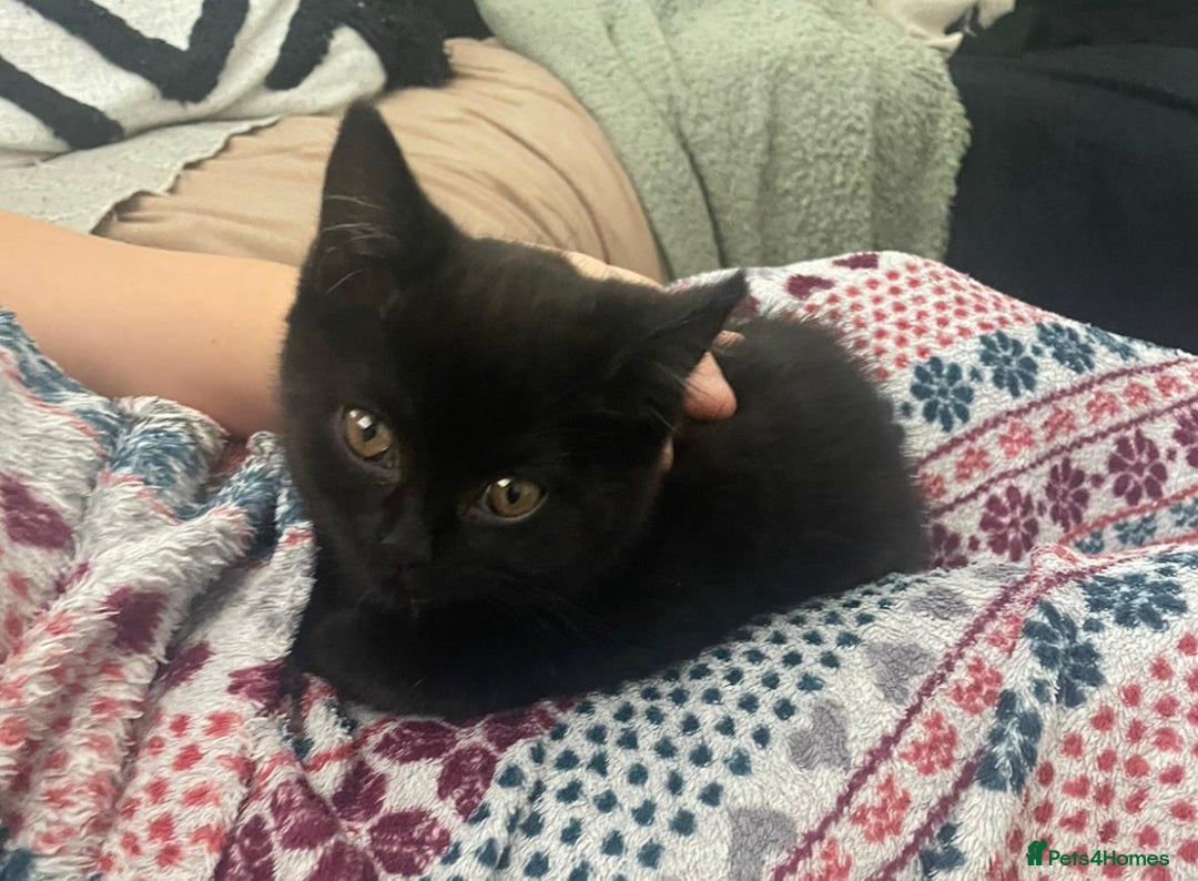 Mixed Breed cats for sale: Beautiful Mixed  - Image 1