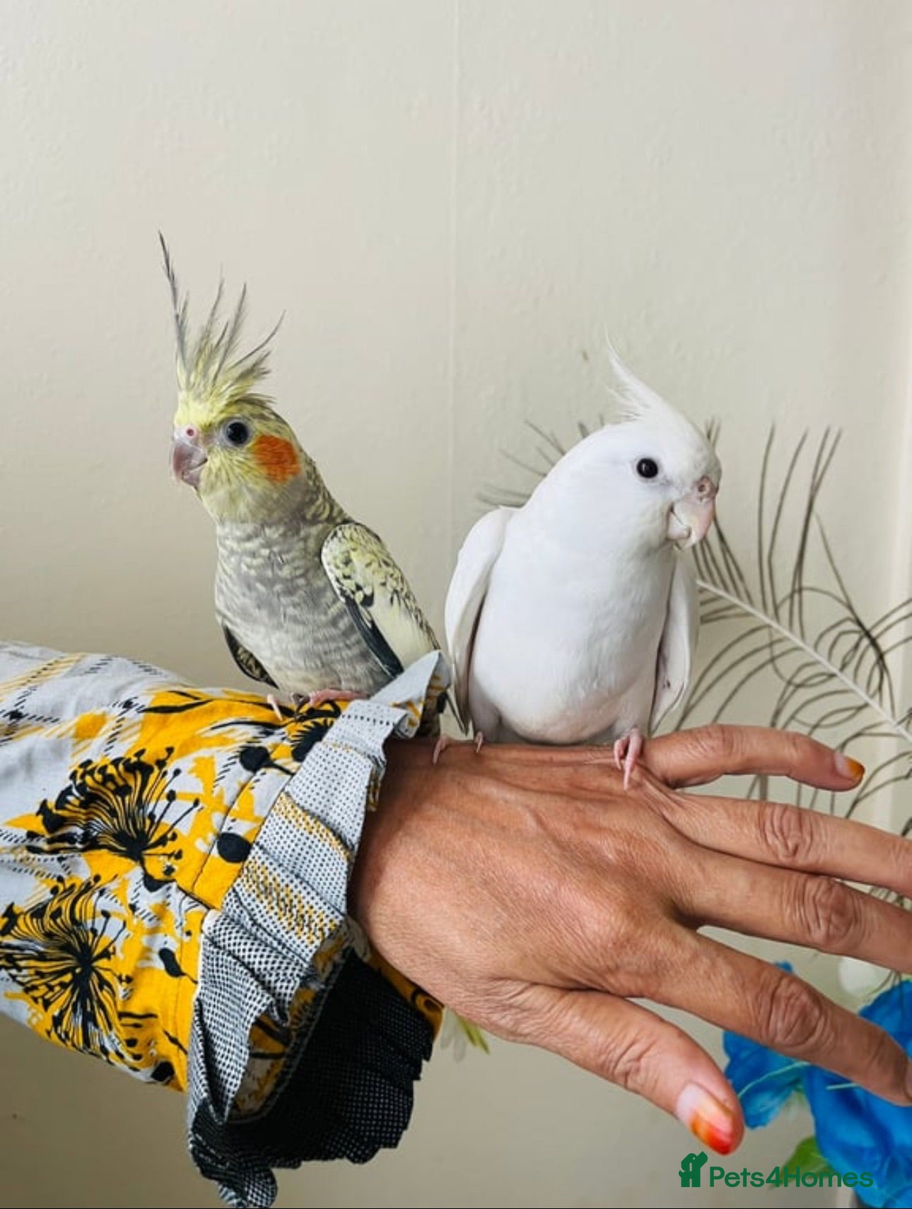 Ringnecks birds Hand Tamed/Untamed Gorgeous Ringneck available  - Advert 2