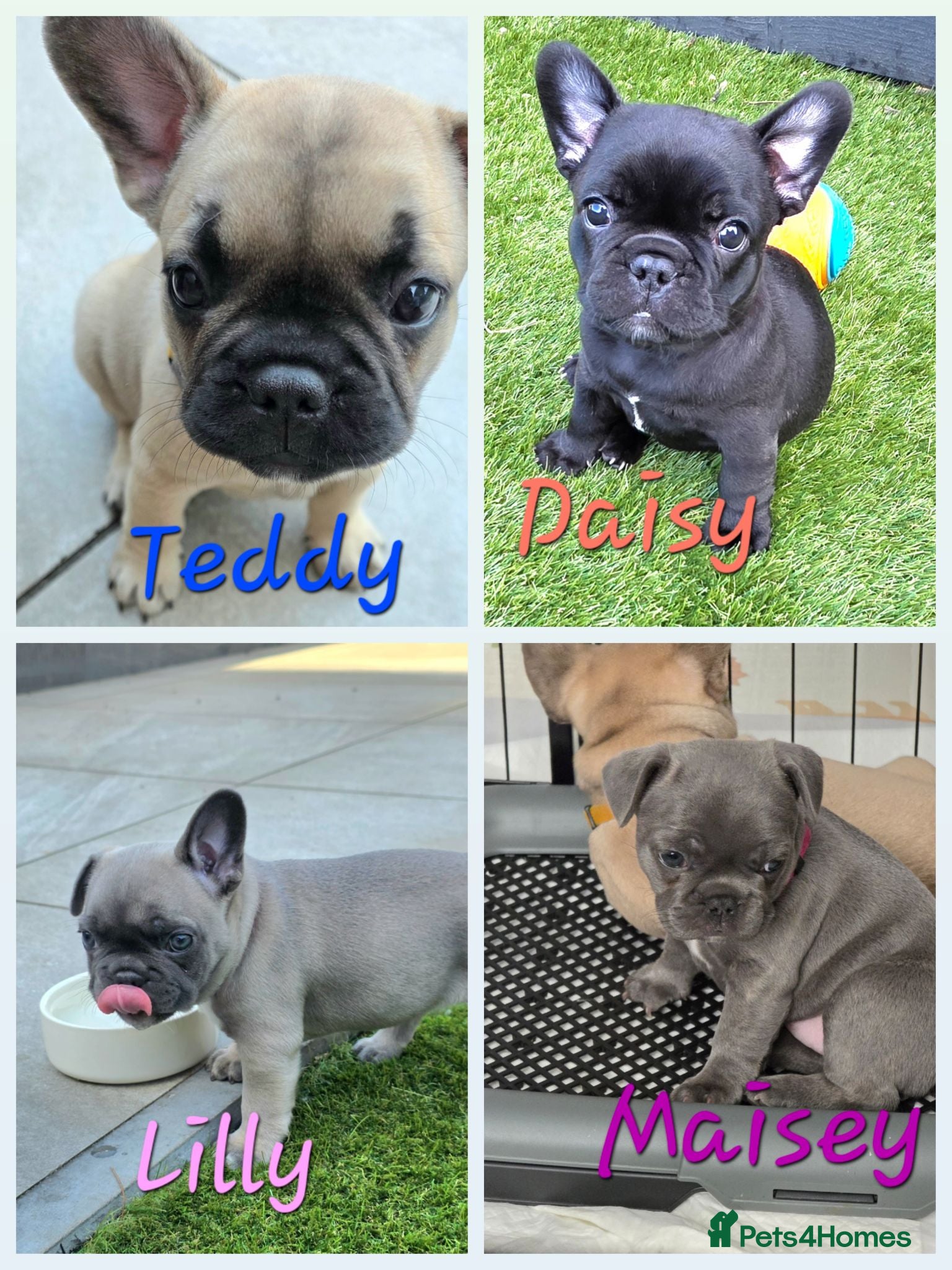 French Bulldog dogs ✨️Exceptional Quality French Bulldog Puppies ✨️ - Advert 10