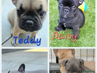 French Bulldog dogs ✨️Exceptional Quality French Bulldog Puppies ✨️ - Advert 8