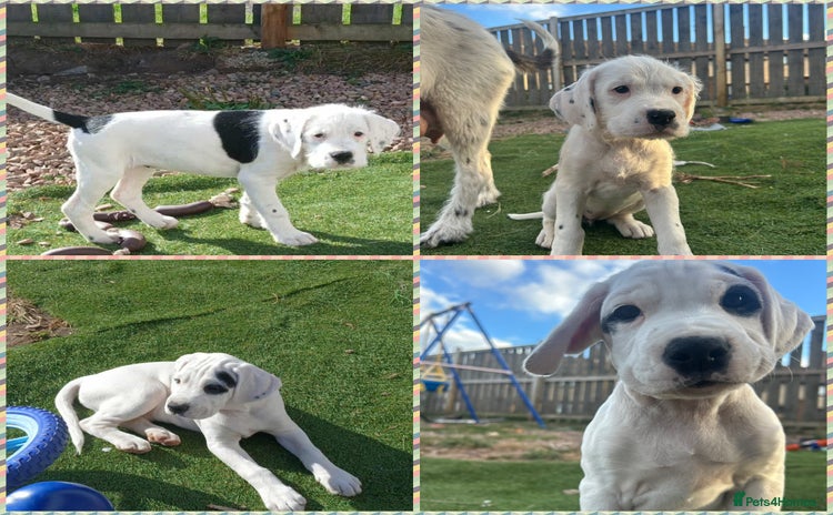 Mixed Breed dogs - Advert 3