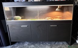 Tortoise reptiles for sale: Horse field tortoise with complete setup  - Image 4