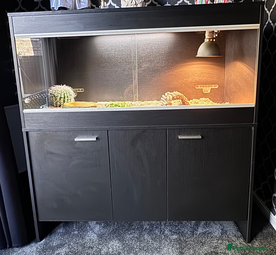 Tortoise reptiles for sale: Horse field tortoise with complete setup  - Image 4