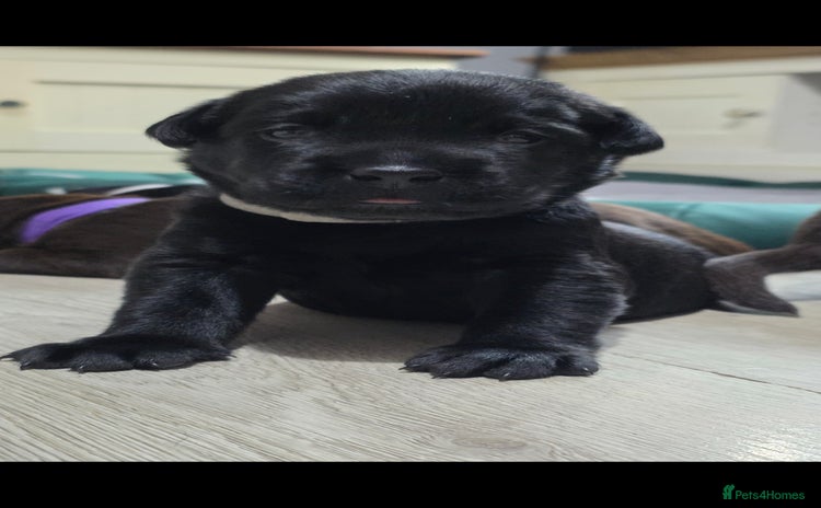 Labrador Retriever dogs - Advert 8