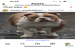 American Bully dogs for stud: American pocket bully  - Image 5