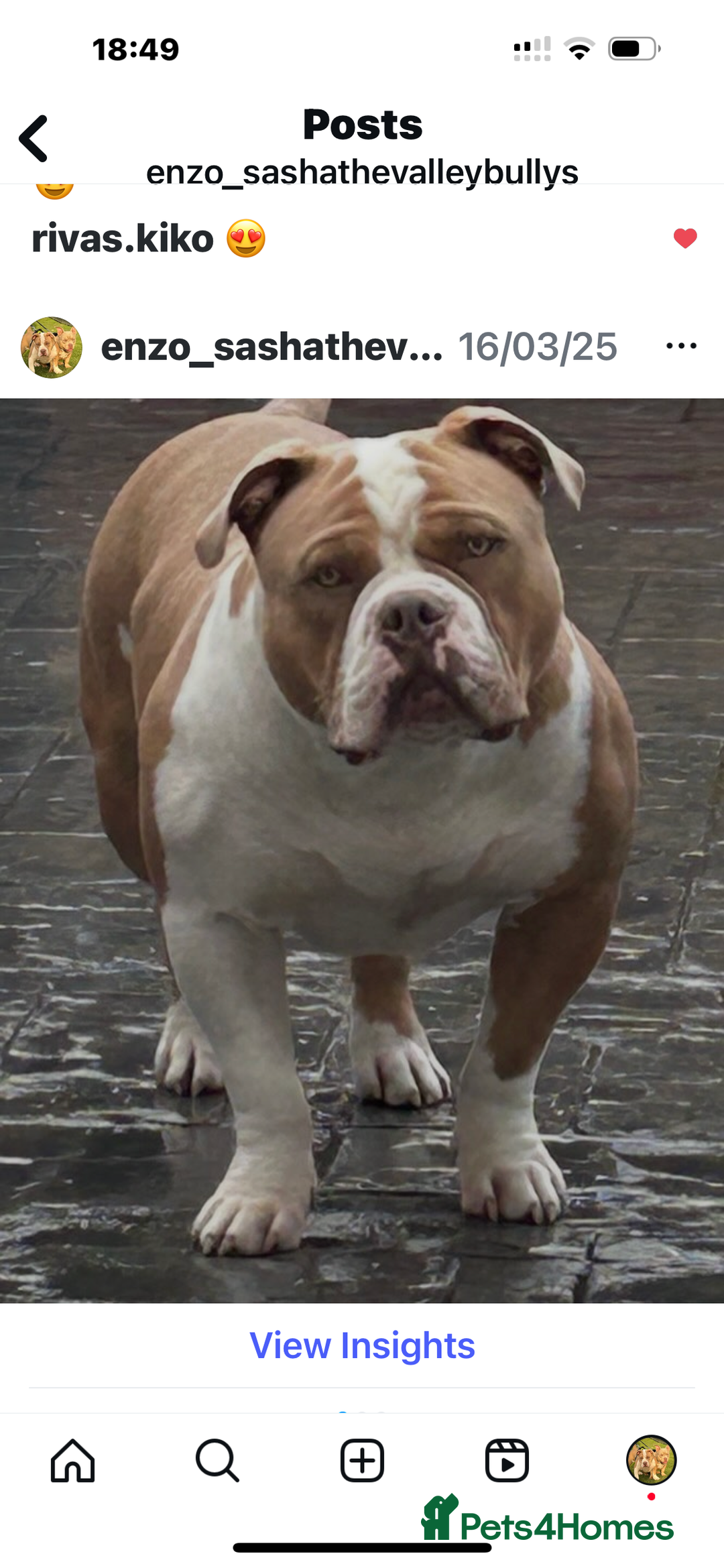 American Bully dogs for stud: American pocket bully  - Image 5