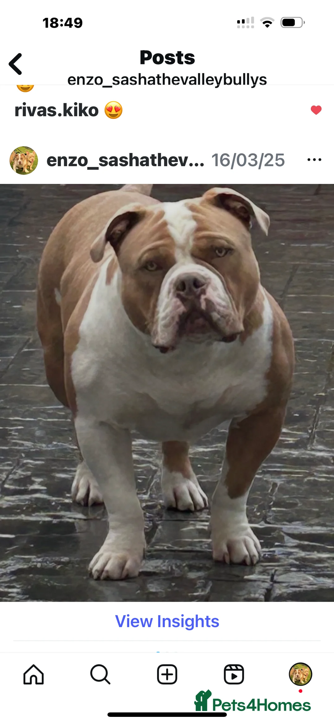 American Bully dogs for stud: American pocket bully  - Advert 5