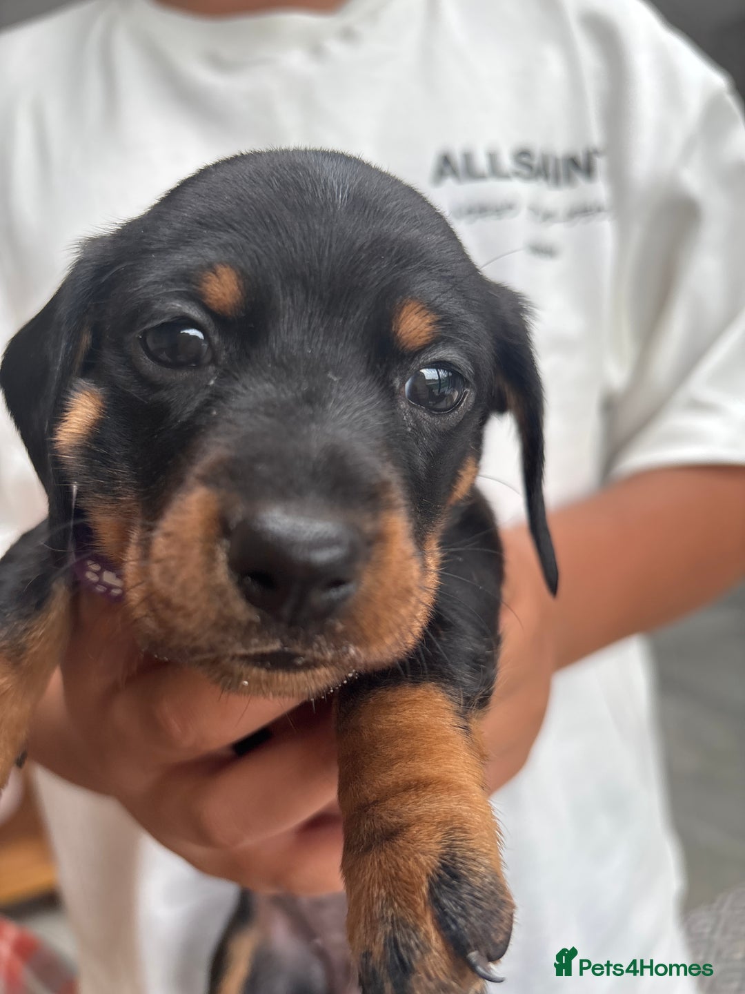 Miniature Dachshund dogs for sale: Black & Tan Minature Dachund - Advert 12