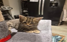 Bengal cats for sale: Bengal cross kittens - Image 2