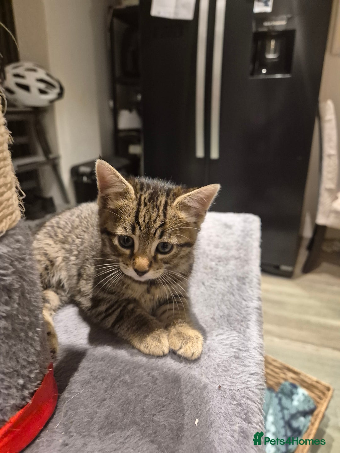 Bengal cats for sale: Bengal cross kittens - Image 2