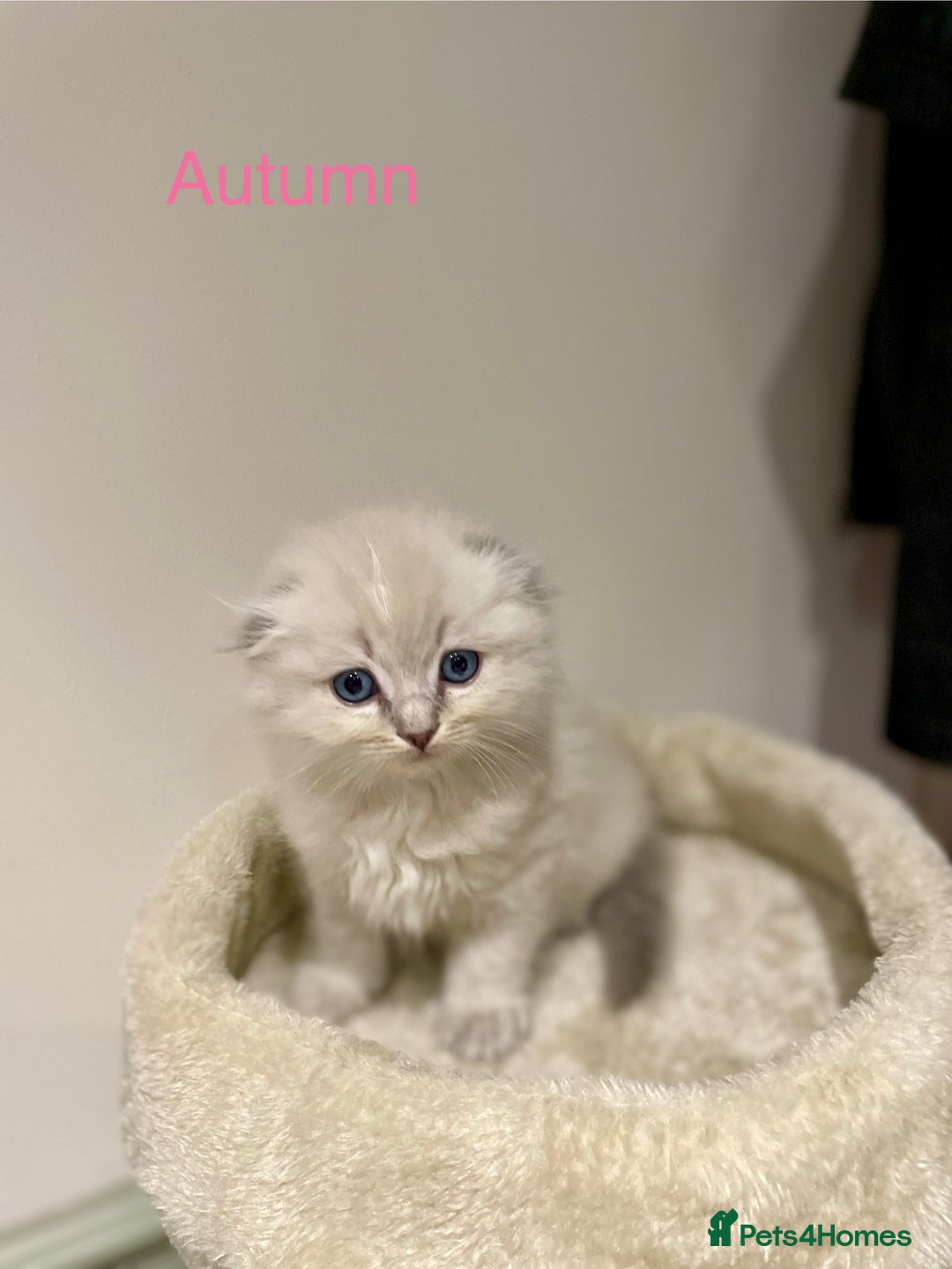 Ragdoll cats for sale: Exquisite, truly unique Ragdolls & Ragfold kittens - Advert 18