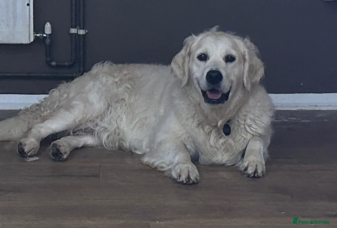Golden Retriever dogs for sale: 5 year old kc reg fully health tested female  - Advert 15