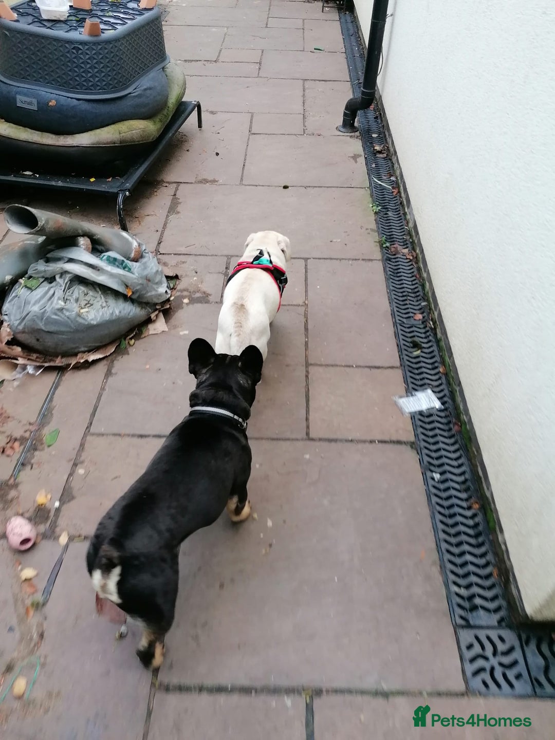 French Bulldog dogs for adoption: 💙WINSTON-LITTLE FRENCHIE BOY WITH A BIG HEART💙 - Advert 14
