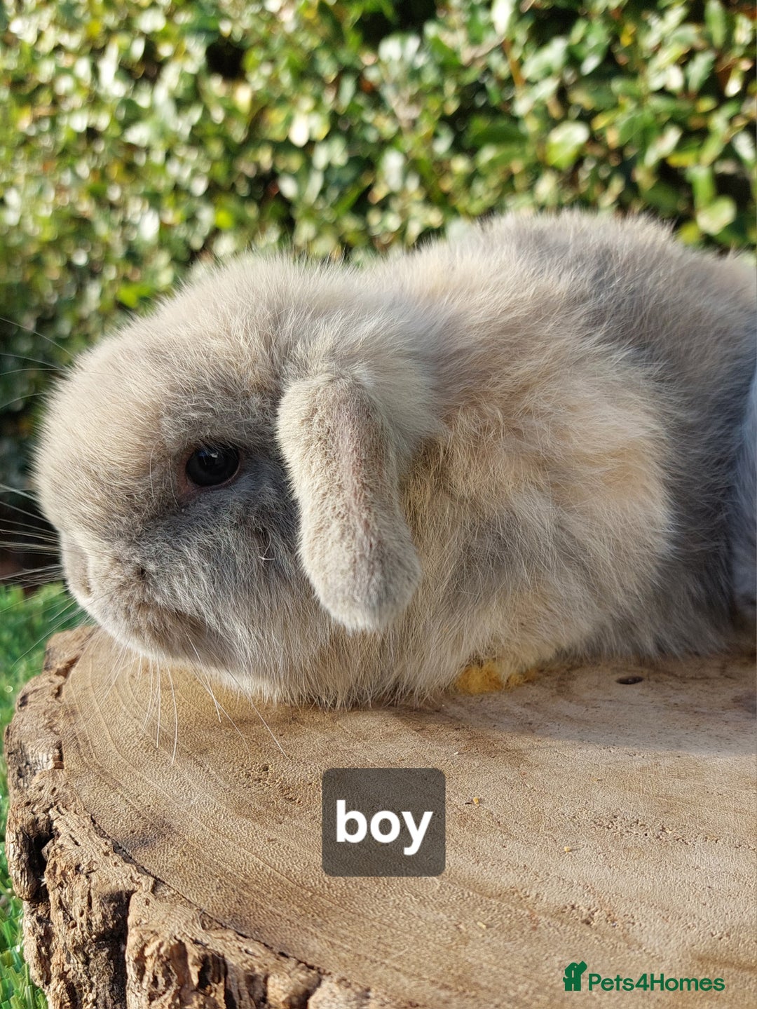 Mini Lop rabbits for sale: Selection of mini lop baby rabbits ready now - Advert 3