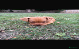 Patterdale Terrier dogs for sale: Patterdale fell terriers  - Image 32