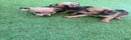 Chihuahua dogs for sale: 3 stunning chihuahua puppies ready to go  - Advert 2