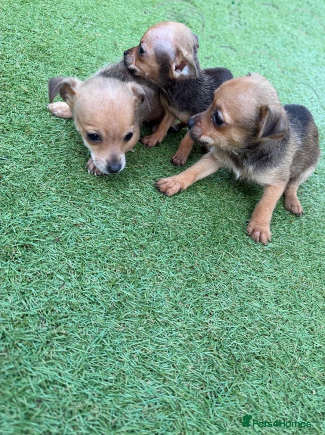 Chihuahua dogs for sale: 3 stunning chihuahua puppies ready to go  - Advert 2