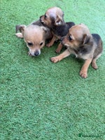 Chihuahua dogs 3 stunning chihuahua puppies ready to go - Advert 3
