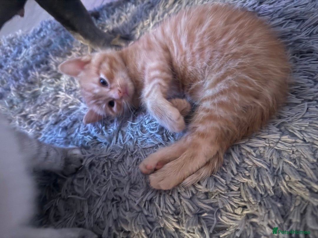 Maine Coon cats for sale: Ginger kittens - Advert 15