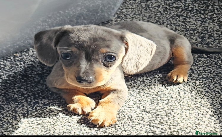Dachshund dogs in Redcar - Advert 3