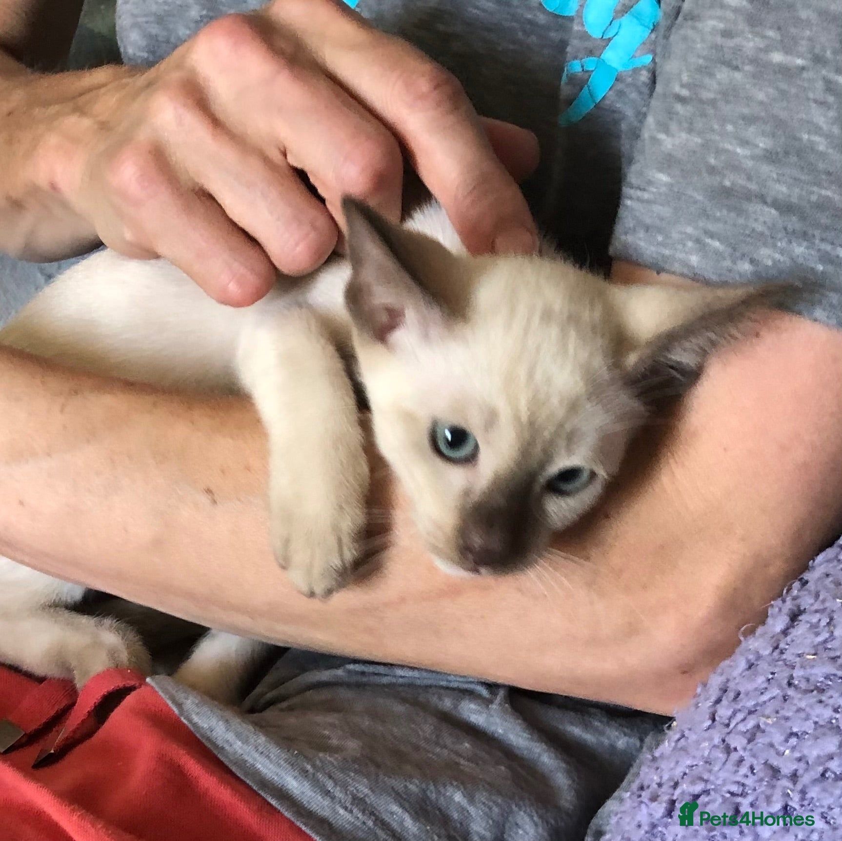 Tonkinese cats Adorable, Tonkinese kittens.   - Advert 2
