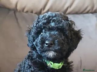 Poochon dogs 💜Gorgeous ,tiny , curly haired girl💜 - Advert 1