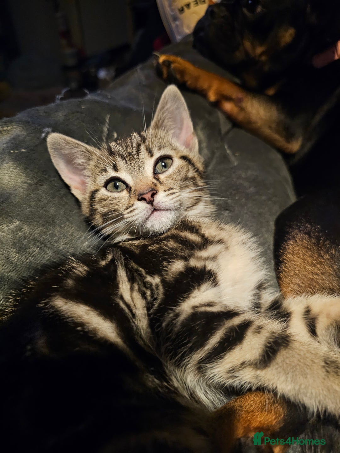 Mixed Breed cats for sale: My sweet pick n mix babies - Image 5