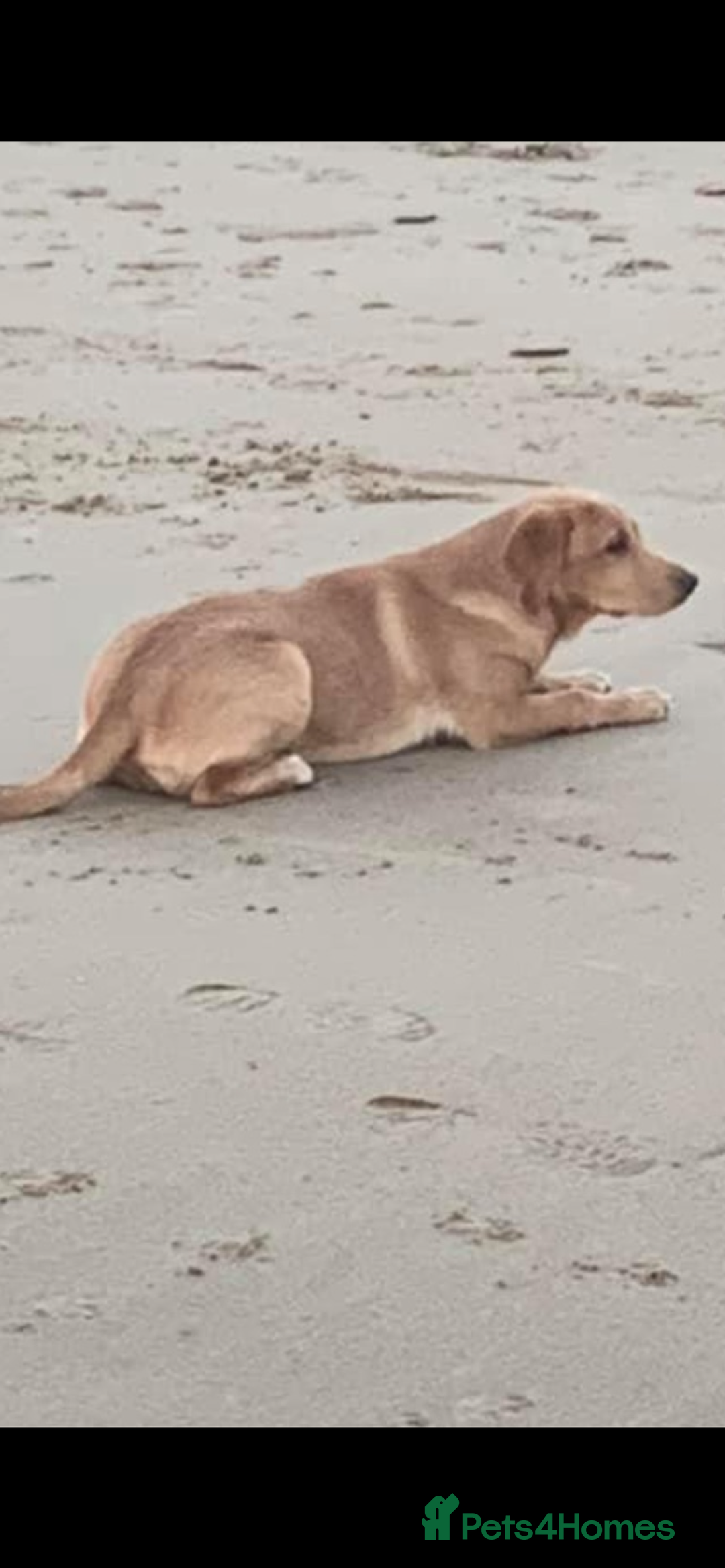 Labrador Retriever dogs for sale: Beautiful Labrador Bitch - Advert 2