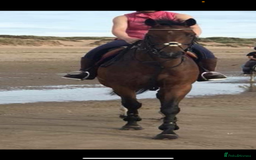 English Thoroughbred horses for sale: 15.3/4 16 year old tb mare  - Image 3