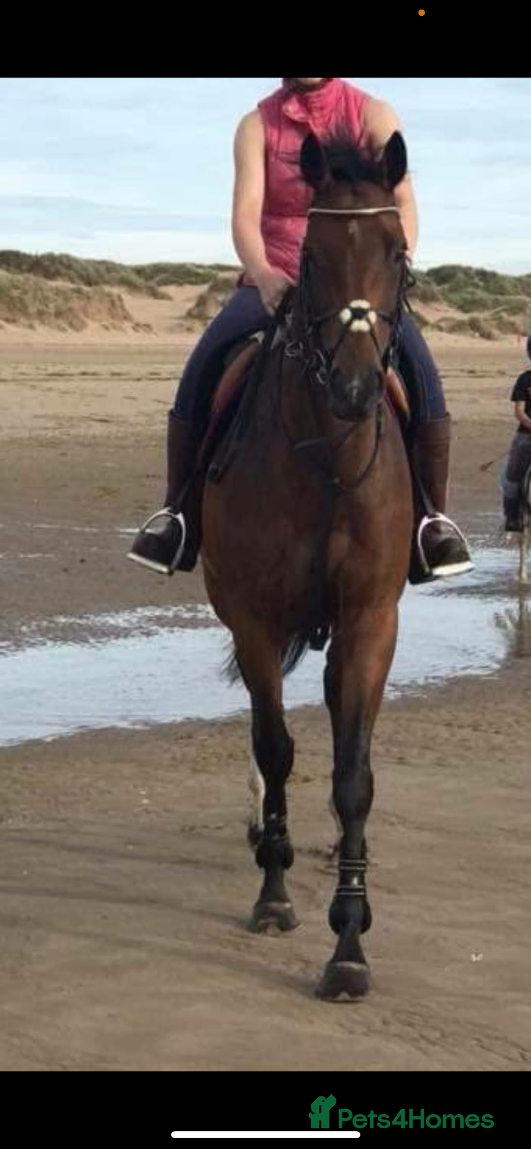 English Thoroughbred horses for sale: 15.3/4 16 year old tb mare  - Image 3