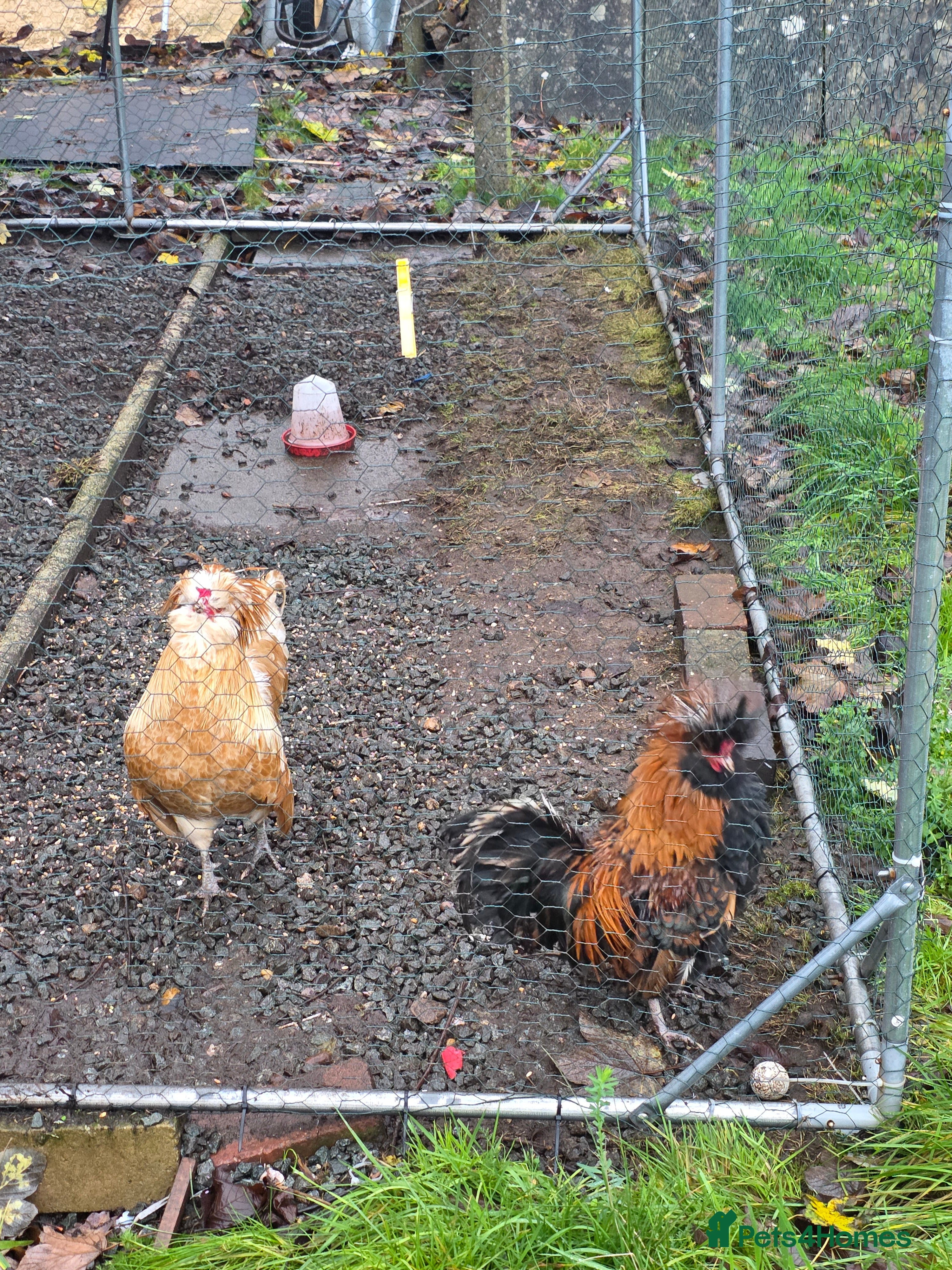 Chickens poultry Polish Chickens - Advert 1