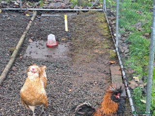 Chickens poultry Polish Chickens - Advert 1