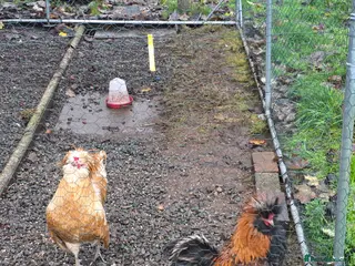 Chickens poultry Polish Chickens - Advert 18