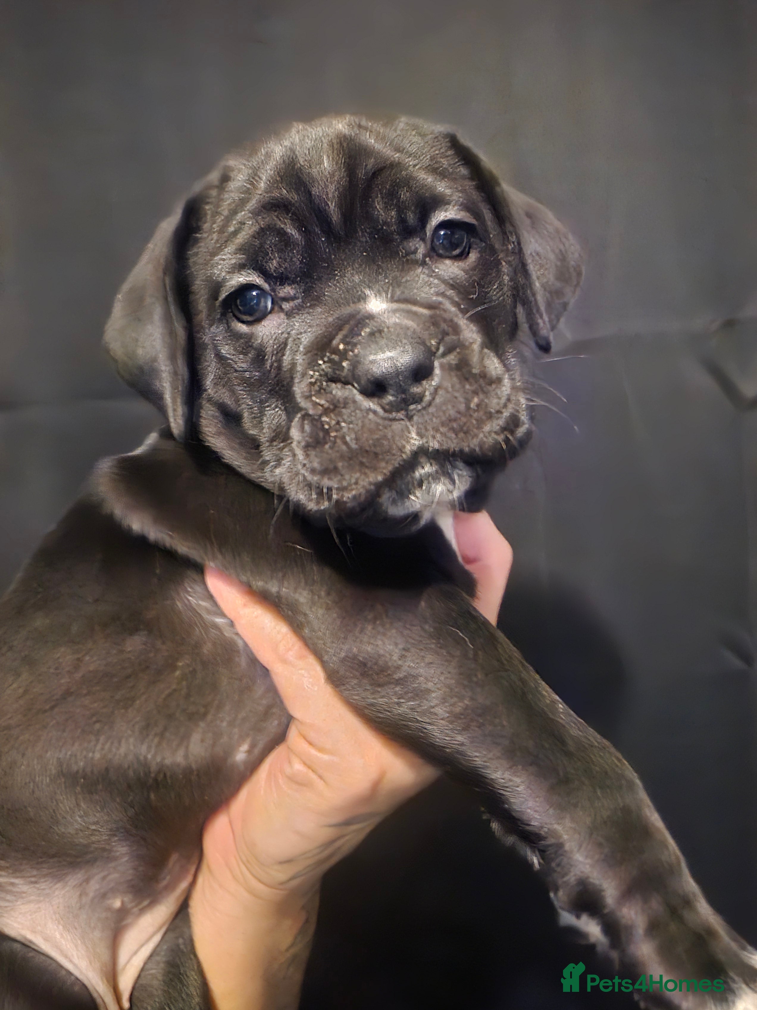 Cane Corso dogs Cane Corso Pups - Advert 20