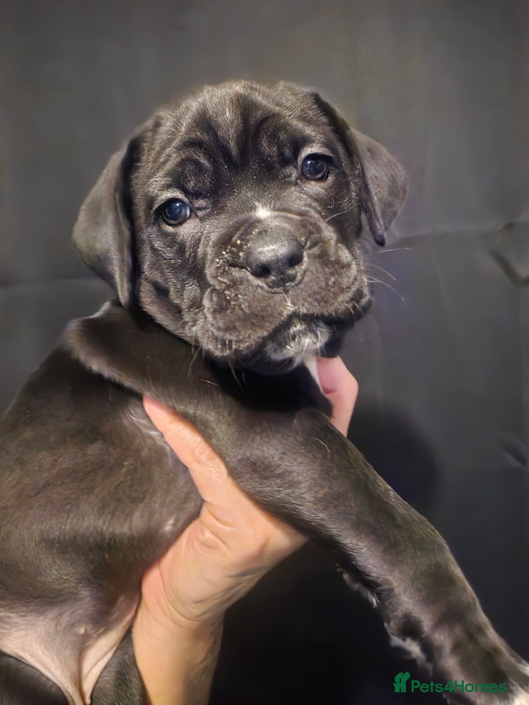 Cane Corso dogs for sale: Cane Corso Pups - Advert 7