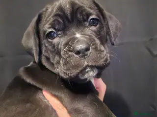 Cane Corso dogs Cane Corso Pups - Advert 20